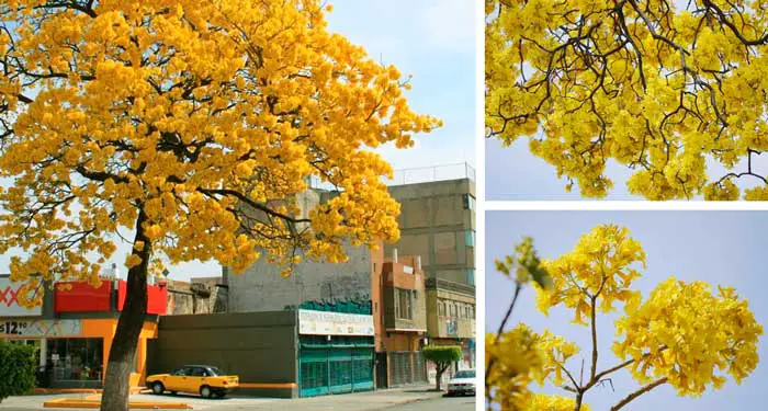 Árboles Primaverales adornan las calles de Guadalajara