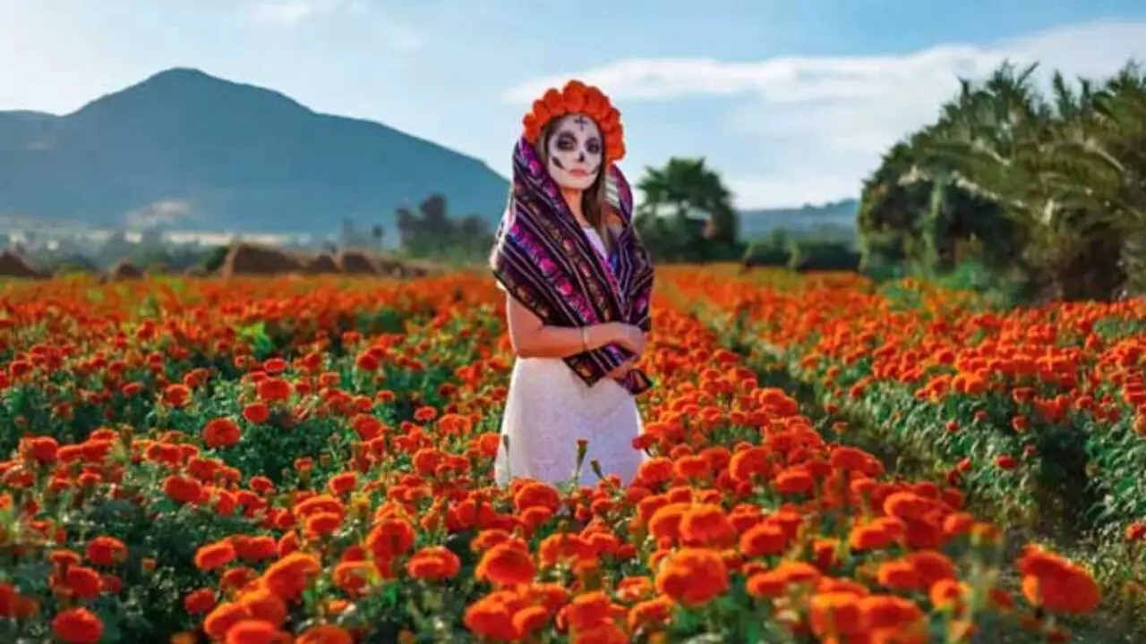 El espectacular Campo de Cempasúchil a 40 minutos de Guadalajara